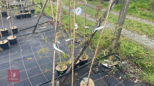 3 PRUNUS X SUBHIRTELLA AUTUMNALLS