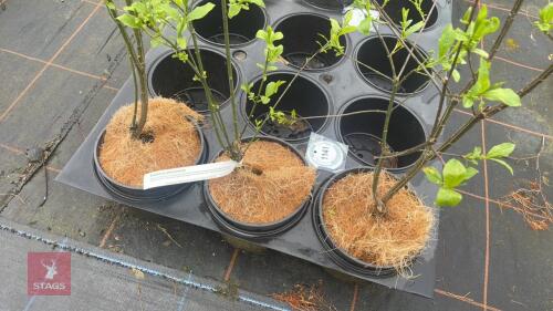3 EUONYMUS PHELLOMANUS SHRUBS