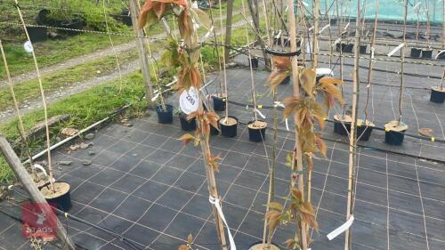 2 PRUNUS 'TAI-HAKU'