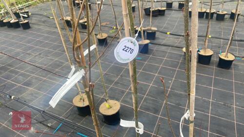 3 SORBUS AUCUPARIA 'AUTUMN SPIRE'
