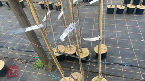 3 SORBUS AUCUPARIA 'AUTUMN SPIRE'