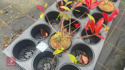 1 UNKNOWN SHRUB