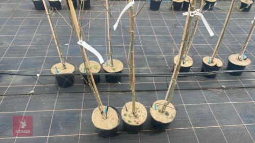 3 SORBUS AUCUPARIA 'AUTUMN SPIRE'
