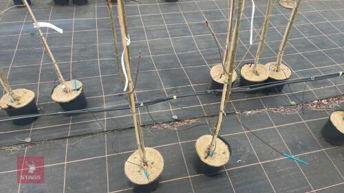 2 SORBUS AUCUPARIA 'AUTUMN SPIRE'