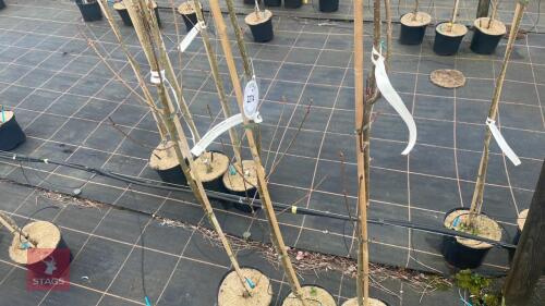 3 SORBUS AUCUPARIA 'AUTUMN SPIRE'