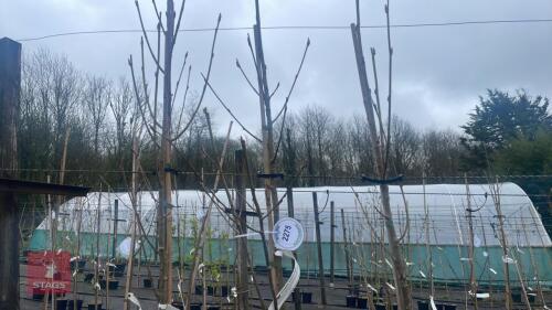 3 SORBUS AUCUPARIA 'AUTUMN SPIRE'