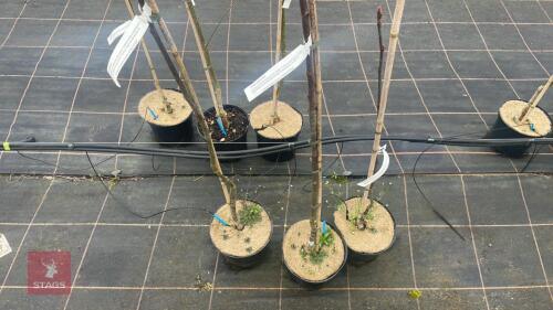 3 SORBUS CASHMIRIANA