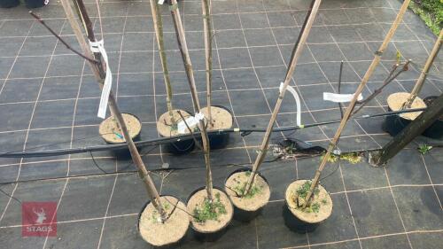 4 SORBUS CASHMIRIANA