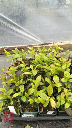 20 ITEA VIRGINICA HENRYS GARNET