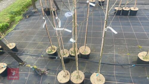 3 SORBUS COMMIXTA