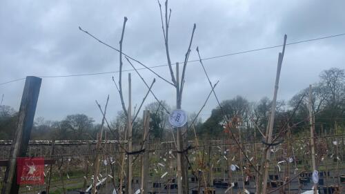 3 SORBUS 'EASTERN PROMISE'