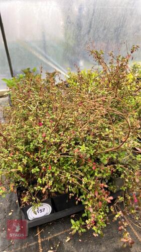 18 FUCHSIA MACROPHYLLA