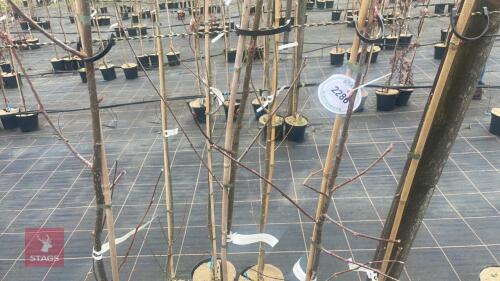 4 SORBUS HUPEHENSIS