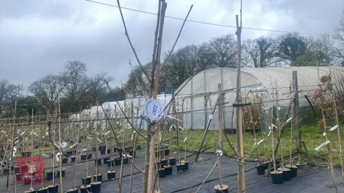 2 SORBUS 'JOSEPH ROCK'
