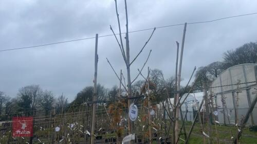 3 SORBUS 'JOSEPH ROCK'