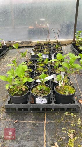 7 HYDRANGEA MACROPHYLLA