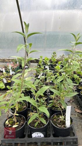 11 BUDDLEJA DAVIDII 'ROYAL RED'