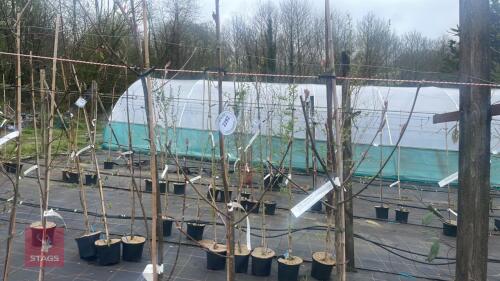 3 SORBUS 'NOVEMBER PINK'