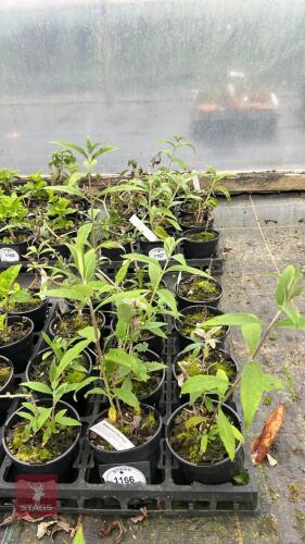 10 BUDDLEJA DAVIDII BLACK KNIGHT
