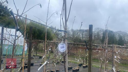 1 SORBUS VILMORINII