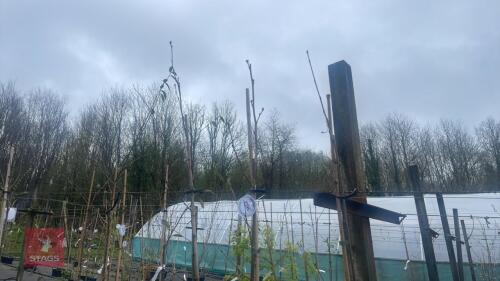 3 SORBUS VILMORINII