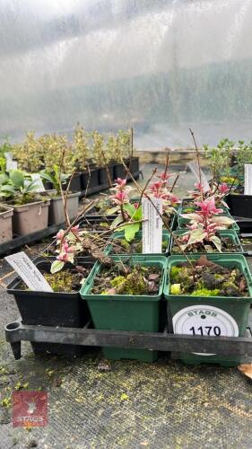 14 FUCHSIA 'SUNRAY'