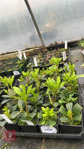 20 SKIMMIA JAPONICA NYMANS