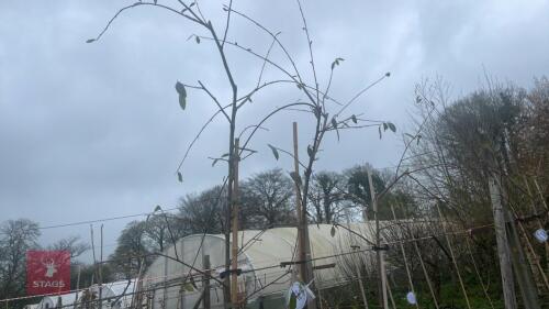 3 COTONEASTER HYBRIDUS 'PENDULUS'