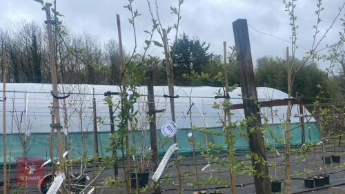 5 CRATAEGUS 'AUTUMN GRORY'