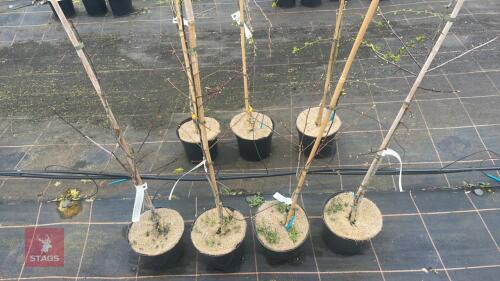 4 CRATAEGUS PERSIMILIS 'PRUNIFOLIA'