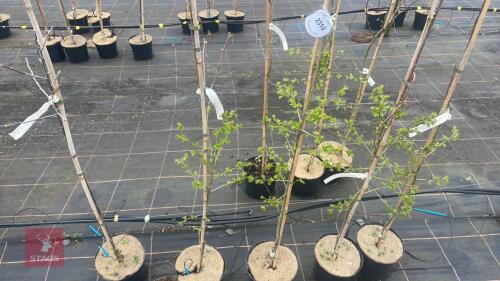 5 CRATAEGUS MIXED