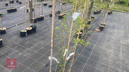 3 CRATAEGUS LAEVIGATA 'PAUL'S SCARLET'