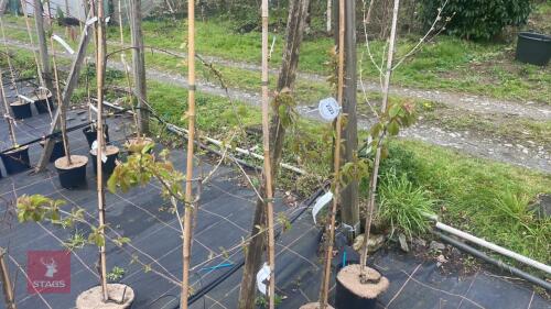 4 PRUNUS AVIVM