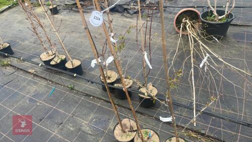 3 MIXED TREES