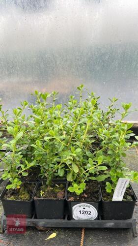 20 ESCALLANIA 'DONARD SEEDLING'
