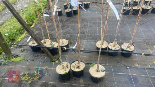 3 ACER PLATANOIDES 'DRUMMONDII'