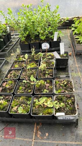11 SPIRAEA X VANHOUTTEI 'PINK ICE'