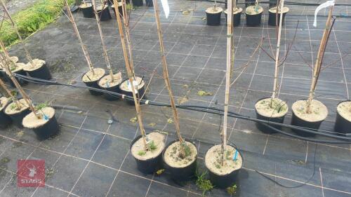 3 ACER PLATANOIDES 'DRUMMONDII'