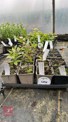 13 HYDRANGEA ANOMALA PETIOLARIS