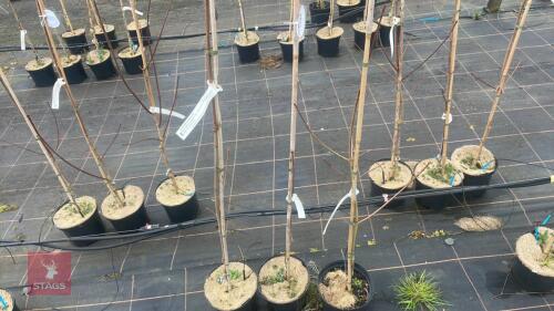 3 ACER PLATANOIDES 'DRUMMONDII'