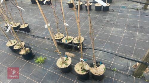 3 ACER PLATANOIDES 'DRUMMONDII'
