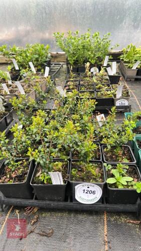 18 MYRTUS COMMUNIS TARENTINA MICROPHYLLA