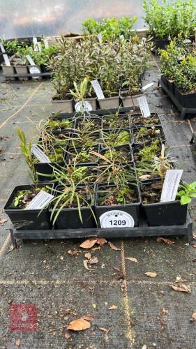 17 CERATOSTIGMA PLUMBAGINOIDES