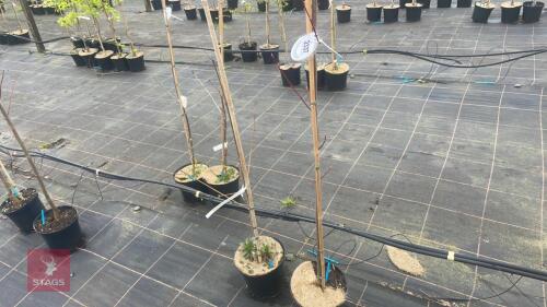 2 ACER RUBRUM