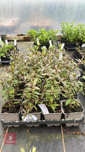 20 HEBE 'NICOLA'S BUSH'