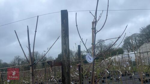 2 ACER RUBRUM