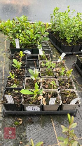 16 MIXED PLANTS