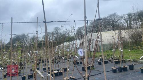 3 ACER PLATANOIDES 'CRIMSON SENTRY'