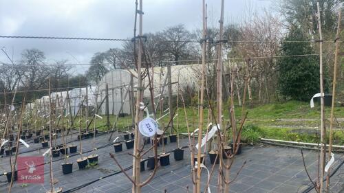 3 ACER PLATANOIDES 'CRIMSON SENTRY'