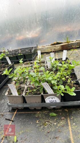 20 MIXED PLANTS